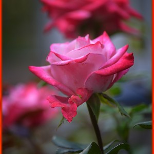 DSC_0005 копия